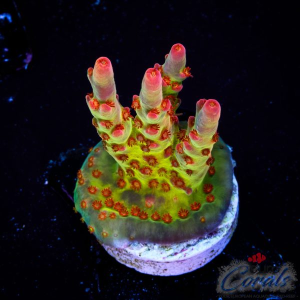 EC Akil’s Sea Of Flames Acro EX