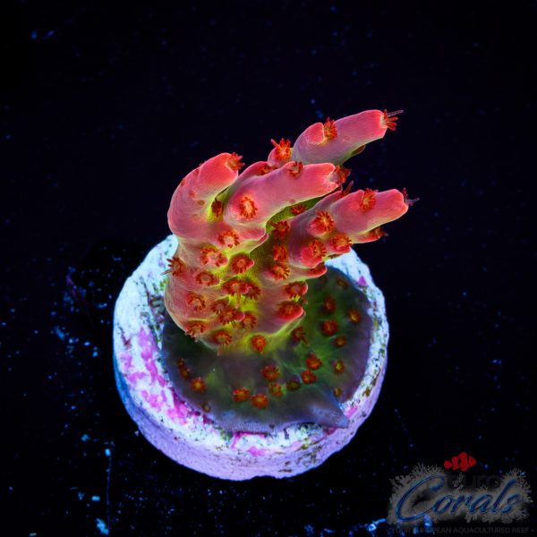 EC Akil’s Sea Of Flames Acro EX