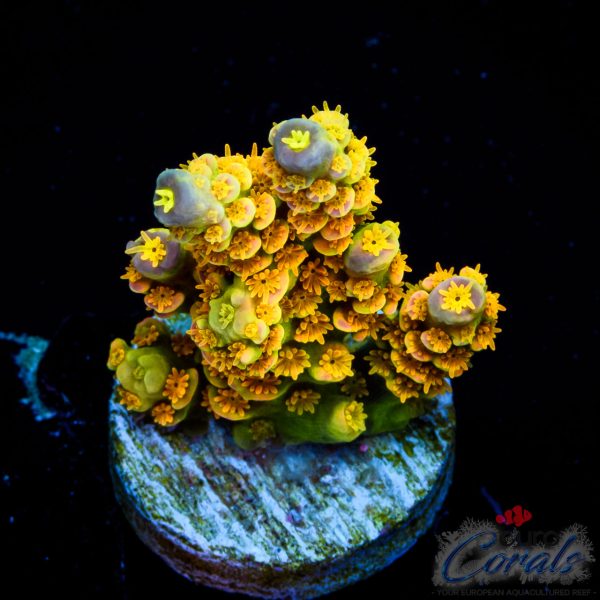 EC Akil`s WaltDisney Acro EX L