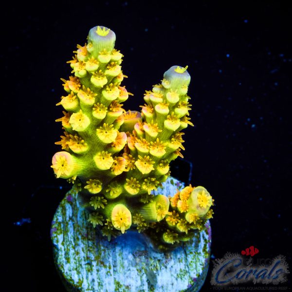 EC Akil`s WaltDisney Acro