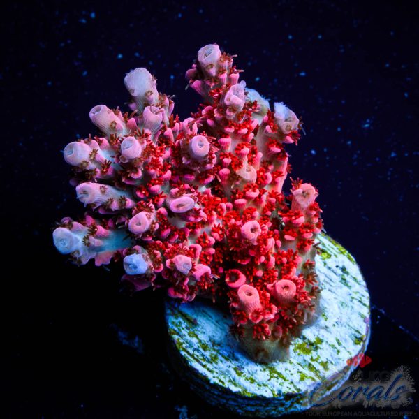 EC Backdraft Fire Table Acro NEW