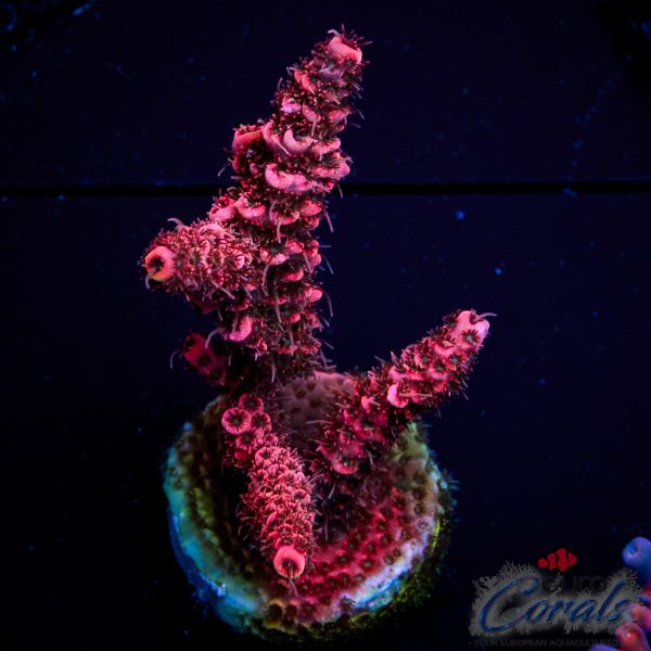 EC Akil’s Red Torch Acro NEW EX