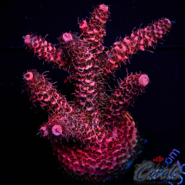 EC Akil’s Red Torch Acro NEW EX