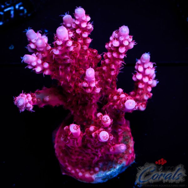 EC Red Octopus Red/Blue Tipped Acro