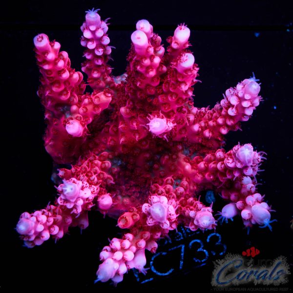 EC Red Octopus Red/Blue Tipped Acro