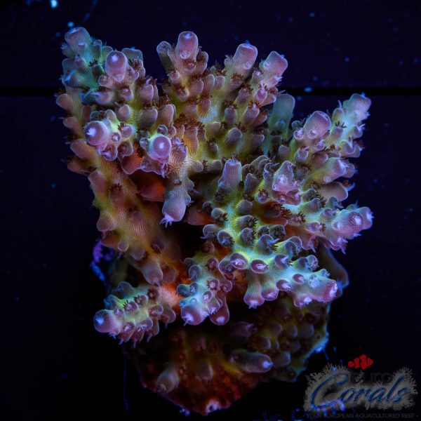 EC Purple Grapes Acro