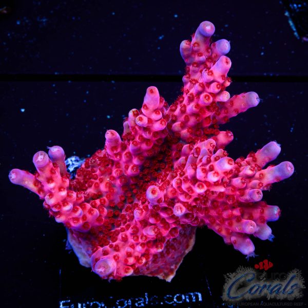 EC Purple Night Fury Acro EX (red/blue tipped) XL