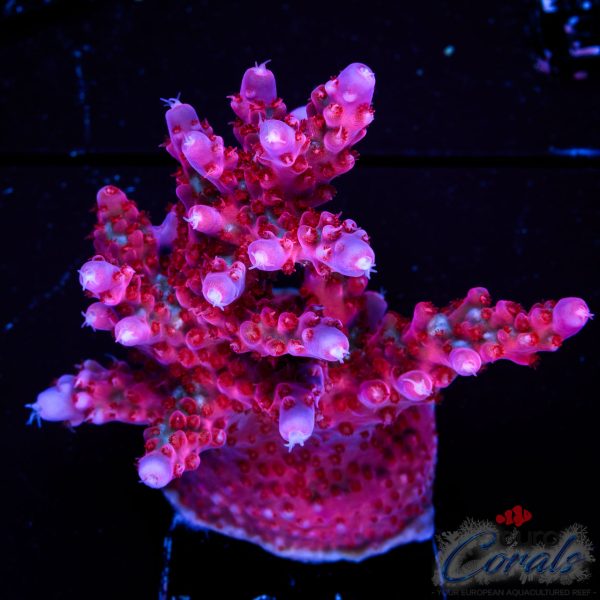 EC Purple Night Fury Acro EX (red/blue tipped) XL