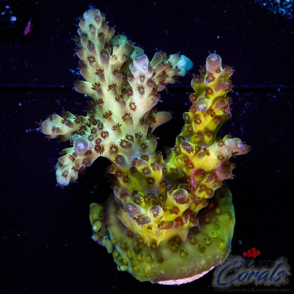 EC Hellblade Acro NEW