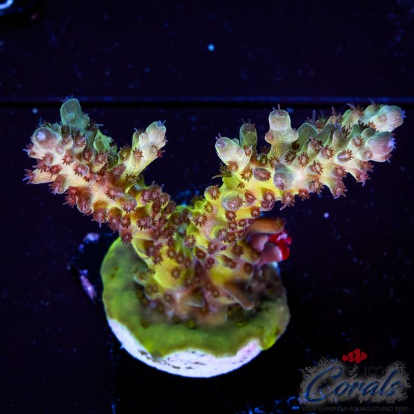 EC Hellblade Acro NEW