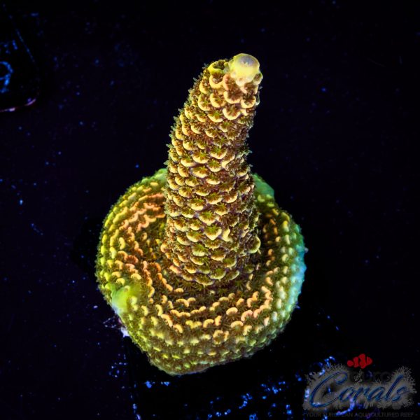 EC Golden Mammoth Red Tips Spathulata NEW