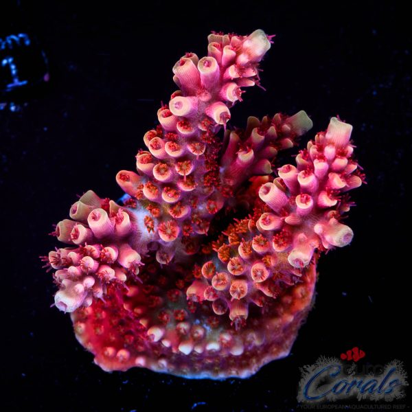 EC Akil’s Terra Red Acro NEW