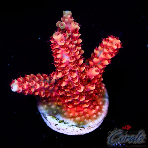 EC Akil’s Terra Red Acro NEW