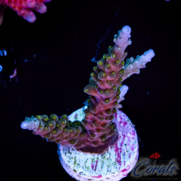 EC Shark Attack Acro