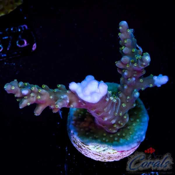 EC Shark Attack Acro