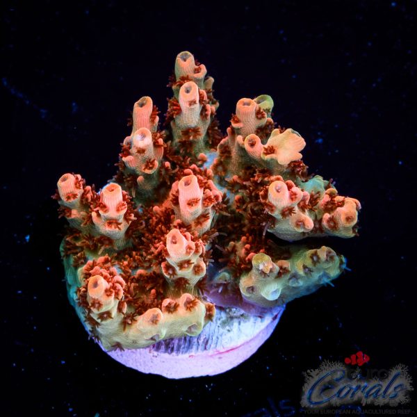 EC Saturn Orange Table Acro