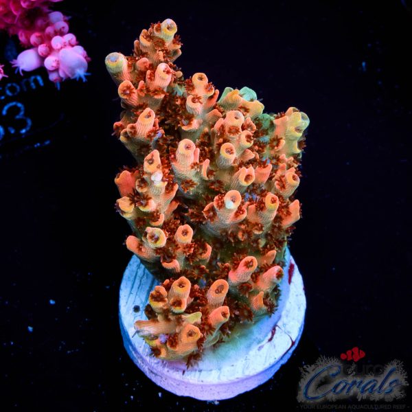 EC Saturn Orange Table Acro