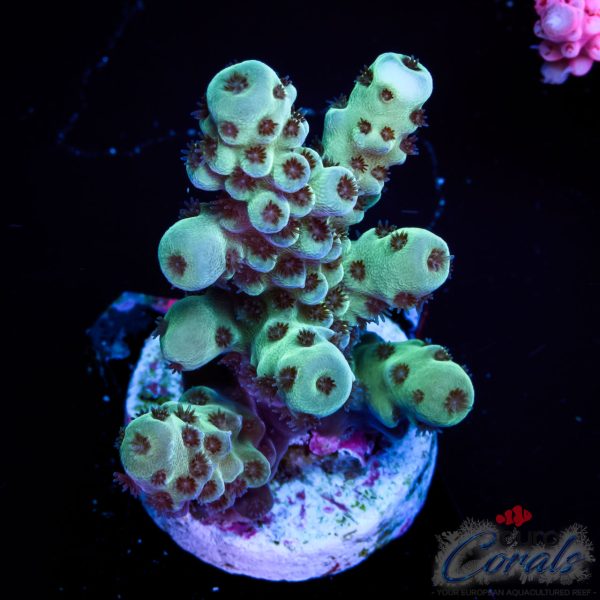 EC Cookie Monster Sarmentosa