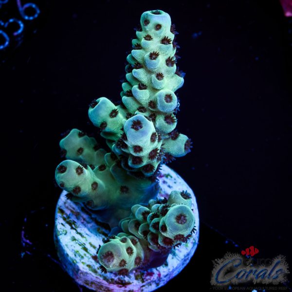 EC Cookie Monster Sarmentosa