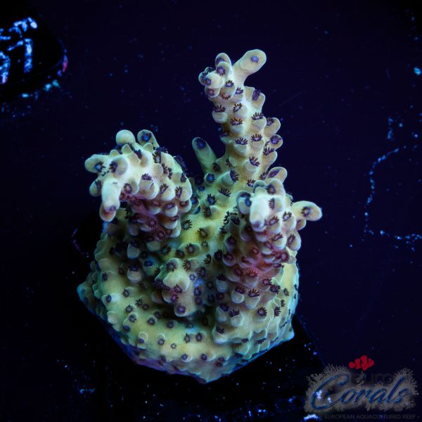 EC Rainbow Blueberry SSC Acro