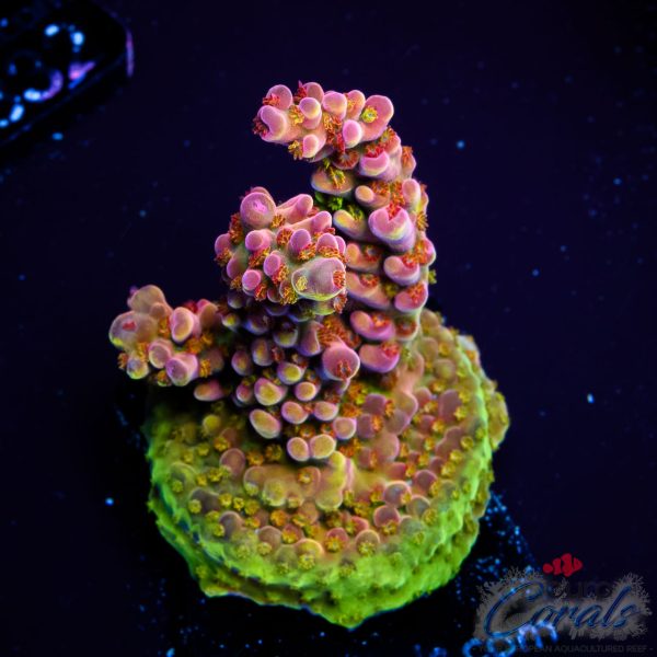 EC Rainbow Twizzler Acro EX