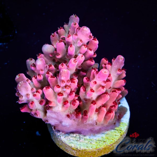 EC Diabolic HK Acro NEW EX