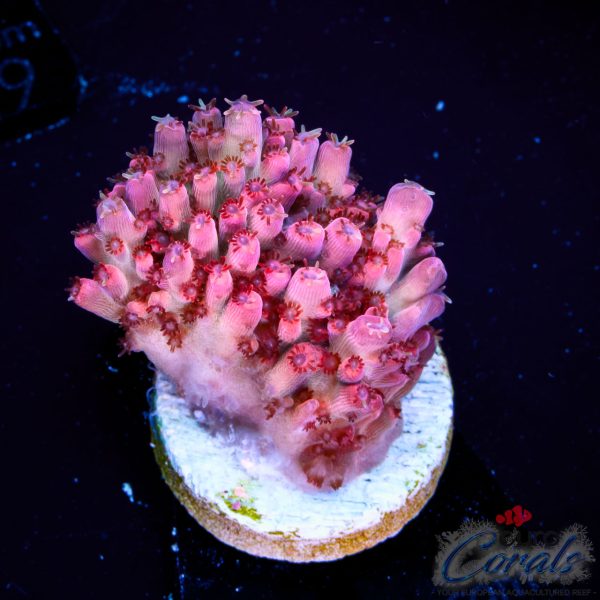 EC Diabolic HK Acro NEW EX