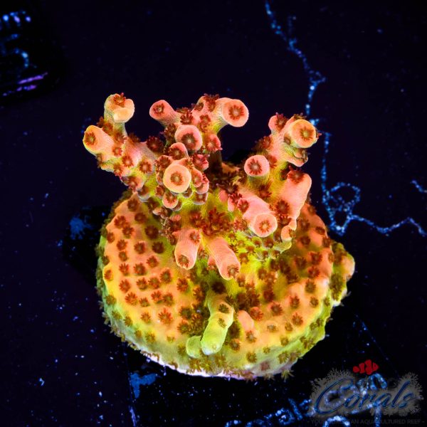 EC Tears of The Sun Acro