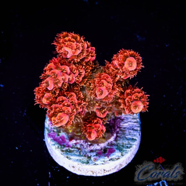 EC Combustion Acro NEW