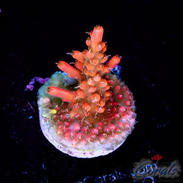 EC Super Orange Tangerine Dream Acro LIMITED