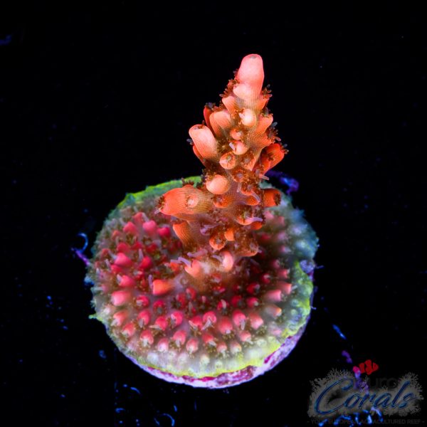 EC Super Orange Tangerine Dream Acro LIMITED