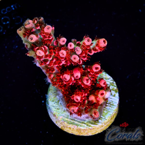 EC Backdraft Fire Table Acro NEW