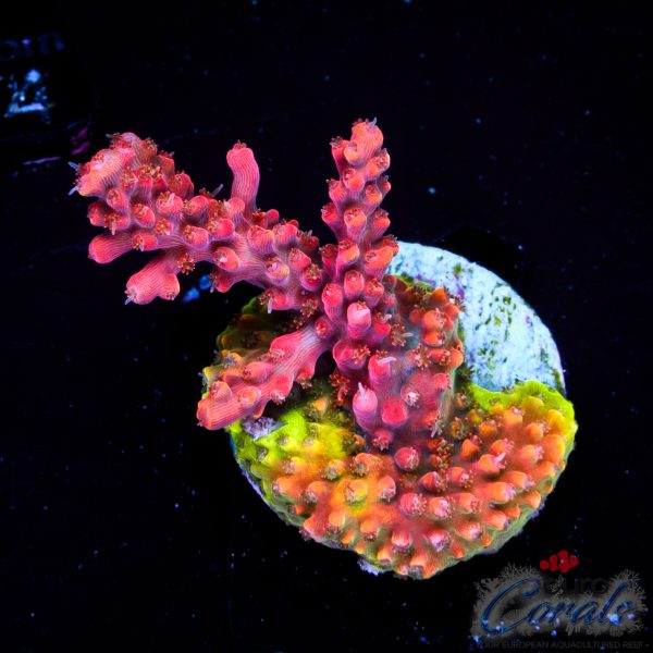 EC Akil’s Hippy Juice Acro EX BACK