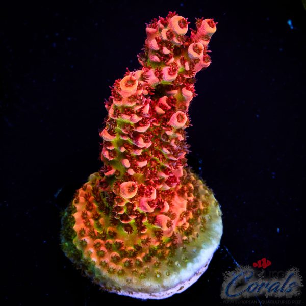 EC Crimson Cloud Acro NEW