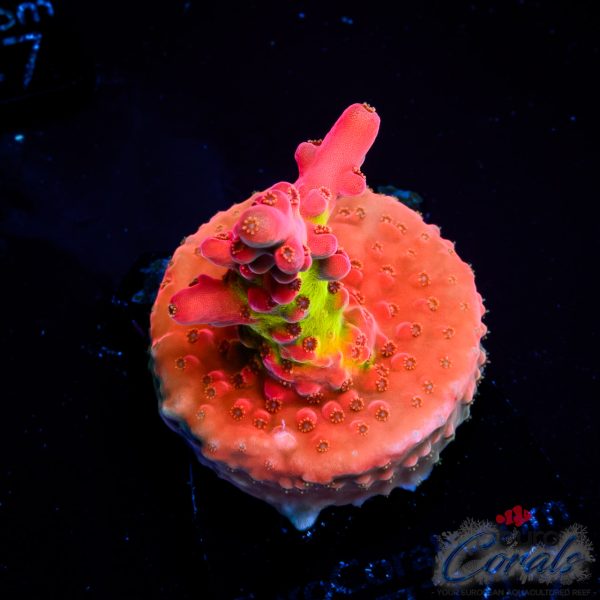 EC Akil’s Flamethrower Acro EX