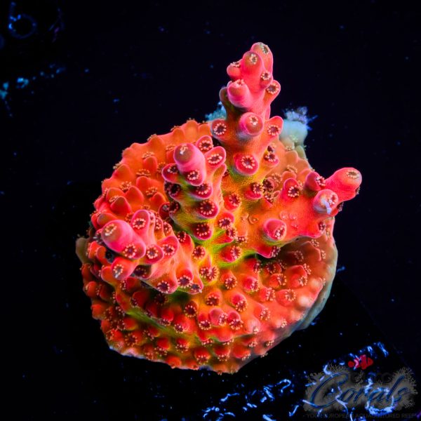 EC Akil’s Flamethrower Acro EX