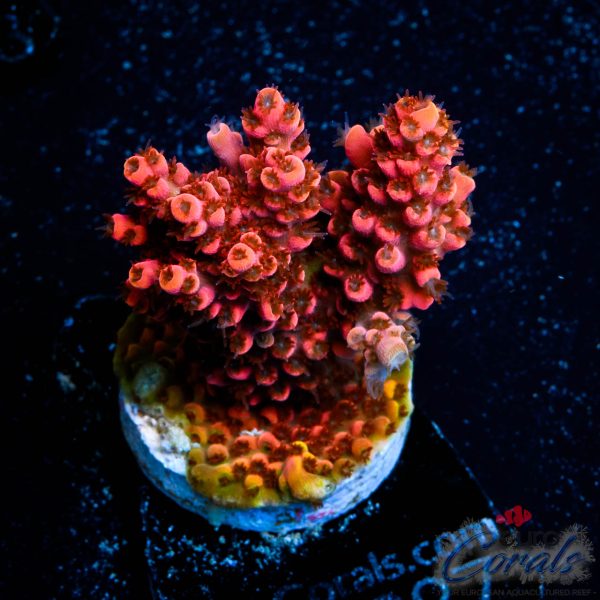 EC Funfetti Table Acro NEW