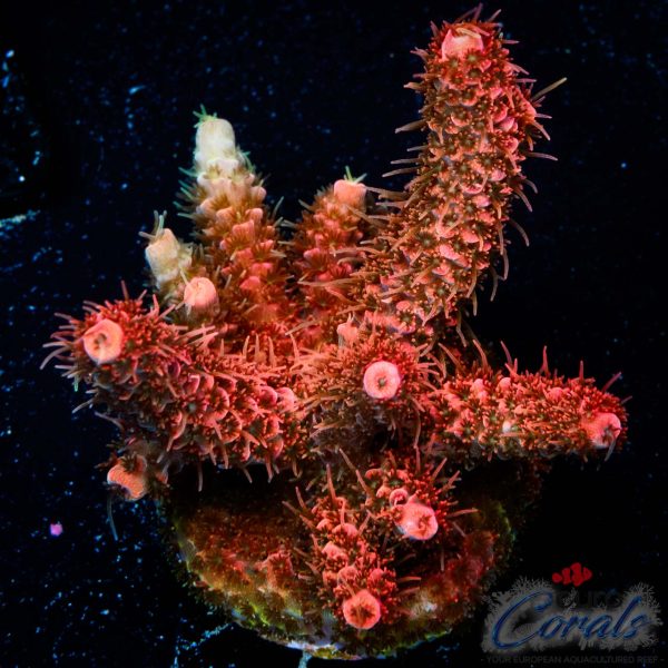 EC McJingles Rainbow Mille XL