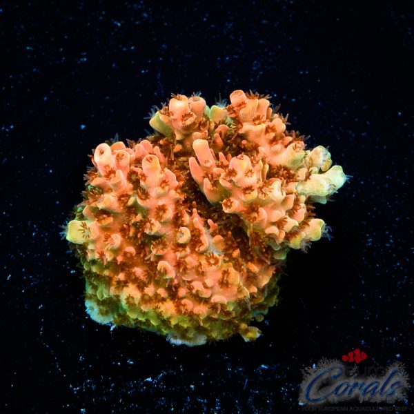 EC Super Orange Ragnarok Acro