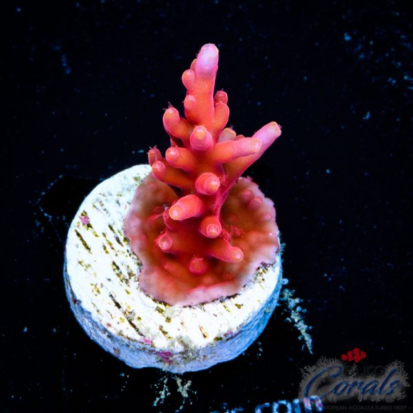 EC Little Red Ferrari Acro