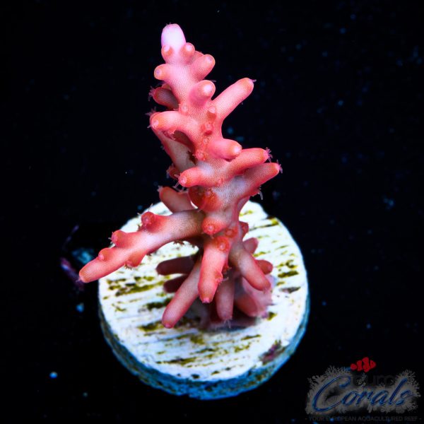 EC Little Red Ferrari Acro