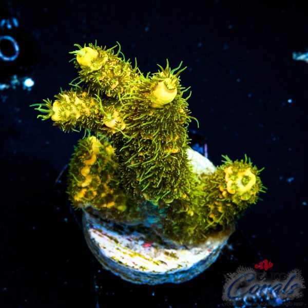 EC Rainbow Solar Flare Mille