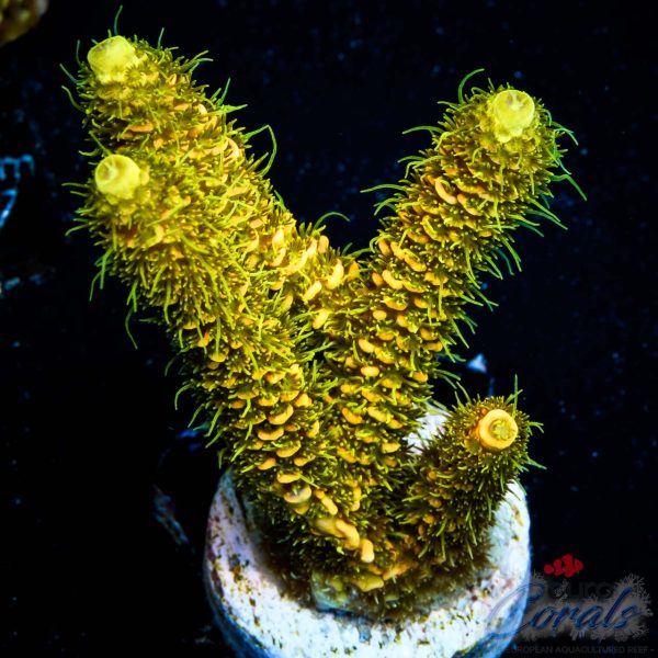 EC Rainbow Solar Flare Mille