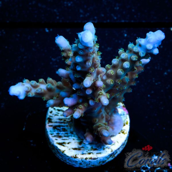 EC Shark Attack Acro