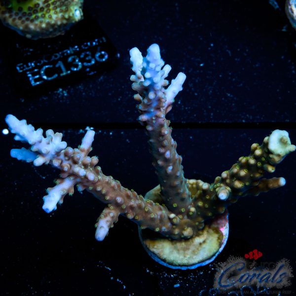 EC Shark Attack Acro