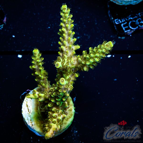 EC Toxic Waste Acro XL