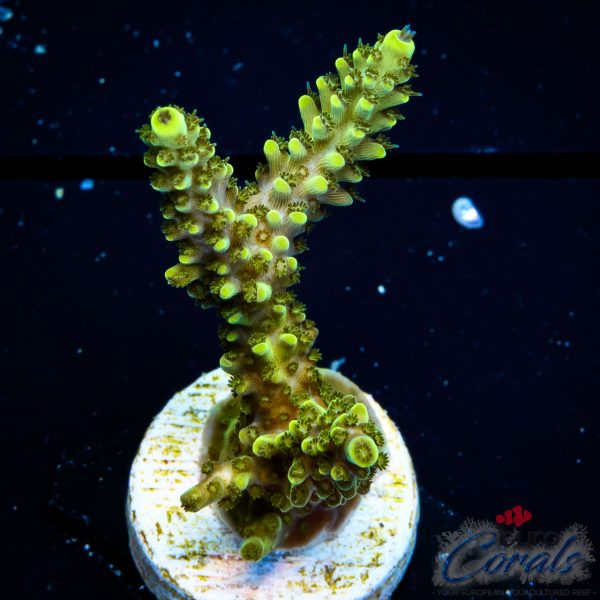 EC Toxic Waste Acro L