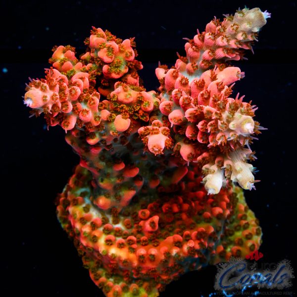 EC Akil’s Mango Flamingo Acro NEW EX XL