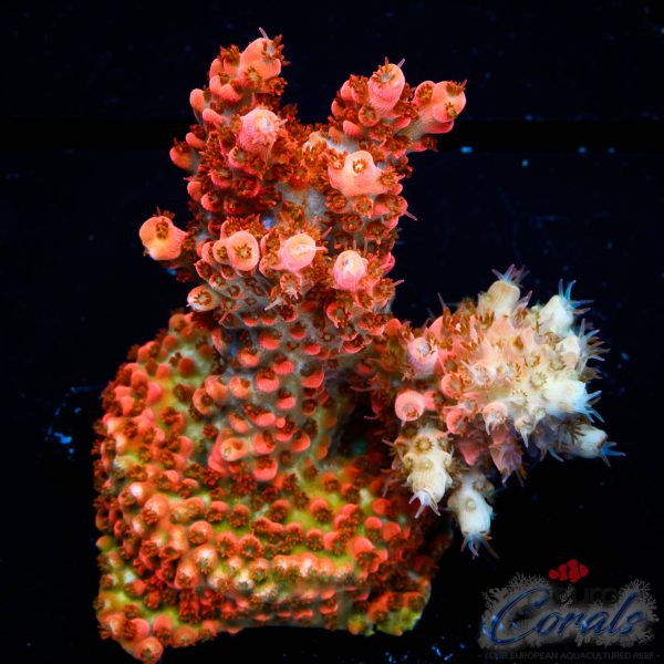 EC Akil’s Mango Flamingo Acro NEW EX L