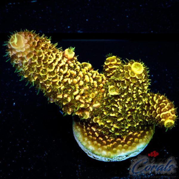 EC Golden Mammoth Red Tips Spathulata NEW